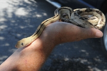 Photos from Snake Days 2012, Sanderson Texas - photo by Jeff Barringer