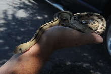 Photos from Snake Days 2012, Sanderson Texas - photo by Jeff Barringer