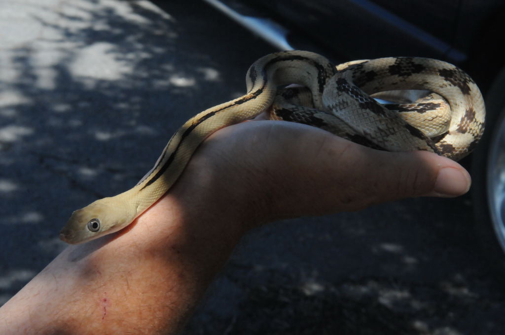 Photos from Snake Days 2012, Sanderson Texas - photo by Jeff Barringer