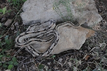 Photos from Snake Days 2012, Sanderson Texas - photo by Jeff Barringer