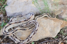 Photos from Snake Days 2012, Sanderson Texas - photo by Jeff Barringer