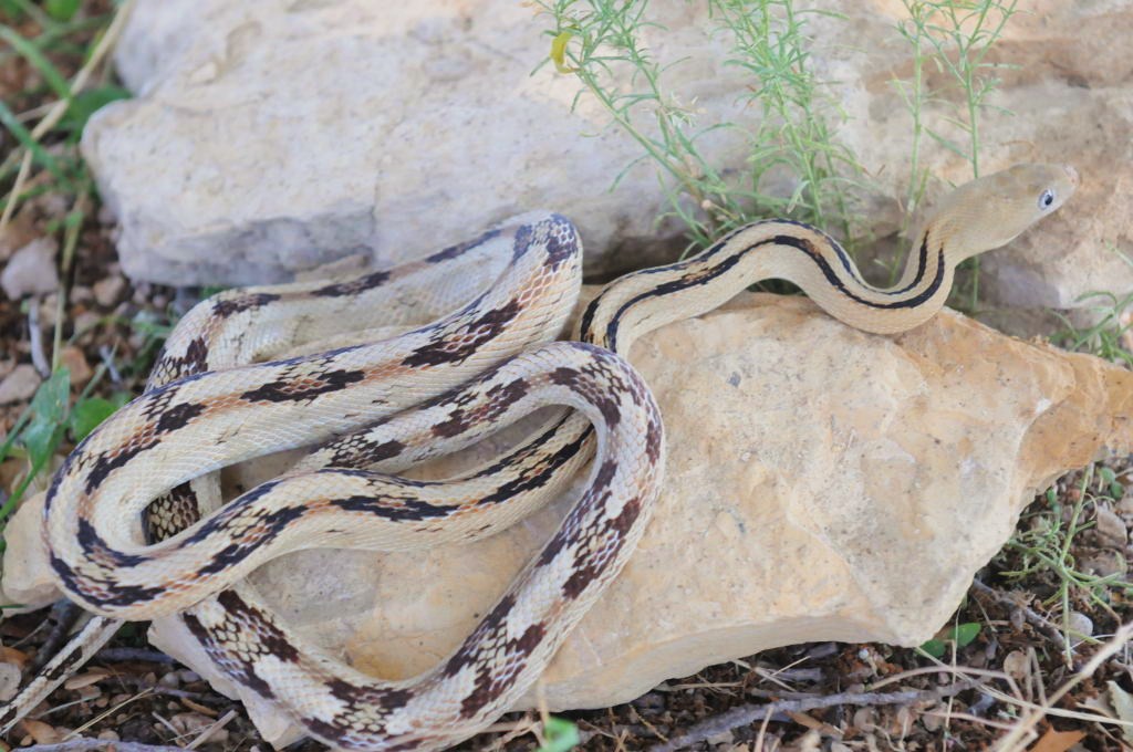 Photos from Snake Days 2012, Sanderson Texas - photo by Jeff Barringer