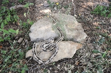 Photos from Snake Days 2012, Sanderson Texas - photo by Jeff Barringer