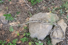 Photos from Snake Days 2012, Sanderson Texas - photo by Jeff Barringer