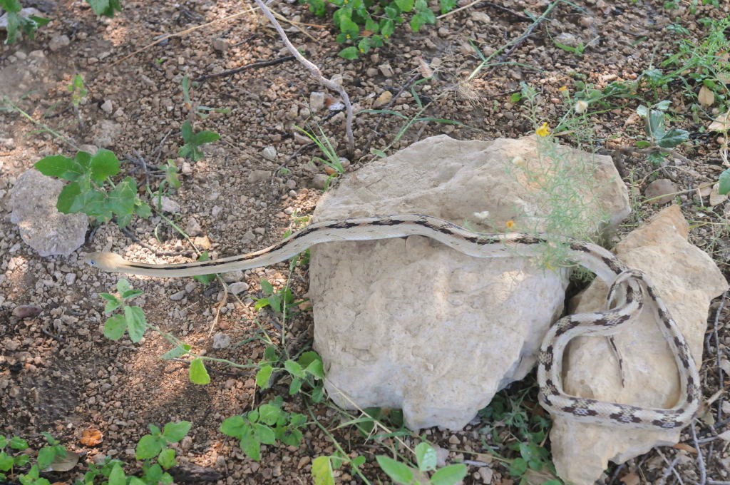 Photos from Snake Days 2012, Sanderson Texas - photo by Jeff Barringer