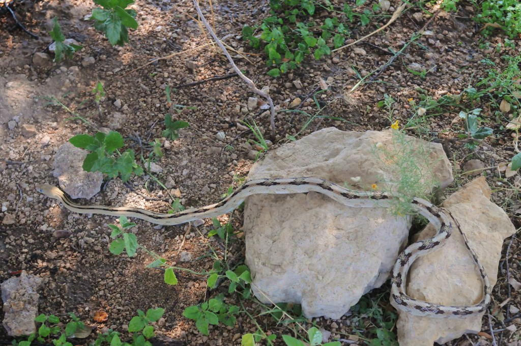 Photos from Snake Days 2012, Sanderson Texas - photo by Jeff Barringer