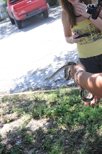 Photos from Snake Days 2012, Sanderson Texas - photo by Jeff Barringer