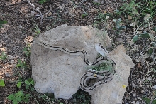 Photos from Snake Days 2012, Sanderson Texas - photo by Jeff Barringer