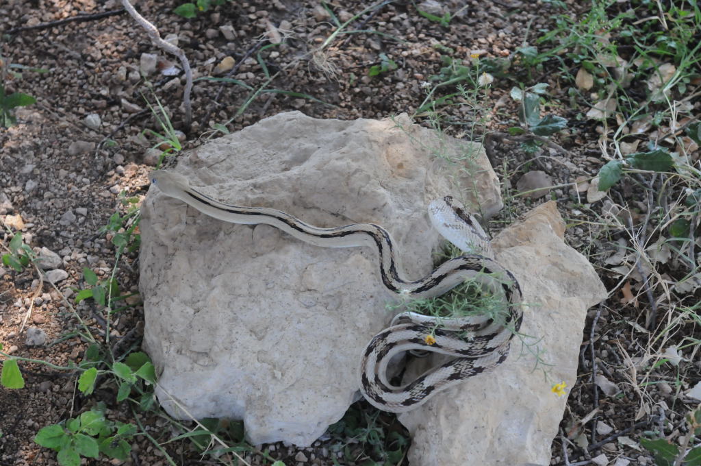 Photos from Snake Days 2012, Sanderson Texas - photo by Jeff Barringer