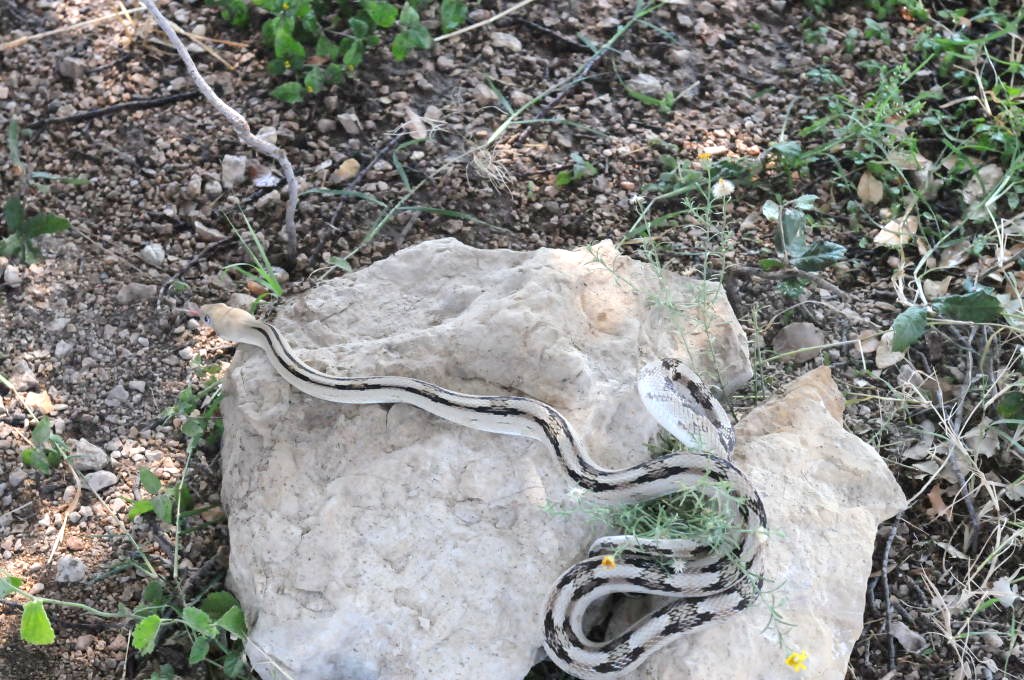 Photos from Snake Days 2012, Sanderson Texas - photo by Jeff Barringer