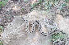 Photos from Snake Days 2012, Sanderson Texas - photo by Jeff Barringer