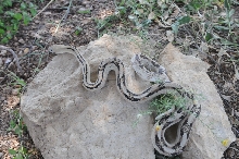 Photos from Snake Days 2012, Sanderson Texas - photo by Jeff Barringer