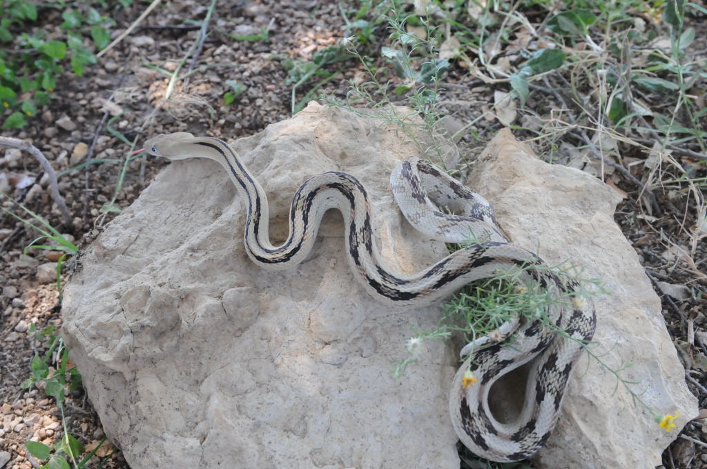 Photos from Snake Days 2012, Sanderson Texas - photo by Jeff Barringer