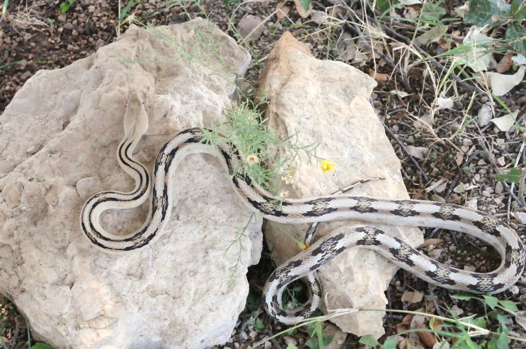 Photos from Snake Days 2012, Sanderson Texas - photo by Jeff Barringer