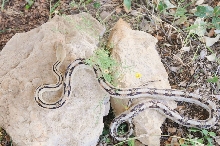 Photos from Snake Days 2012, Sanderson Texas - photo by Jeff Barringer