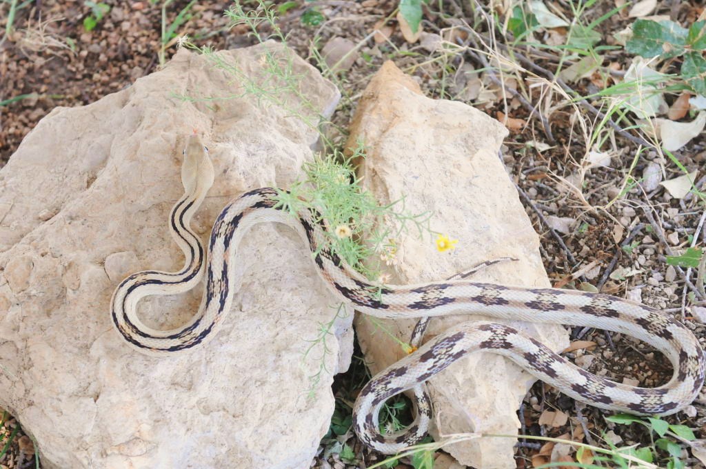 Photos from Snake Days 2012, Sanderson Texas - photo by Jeff Barringer