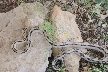 Photos from Snake Days 2012, Sanderson Texas - photo by Jeff Barringer