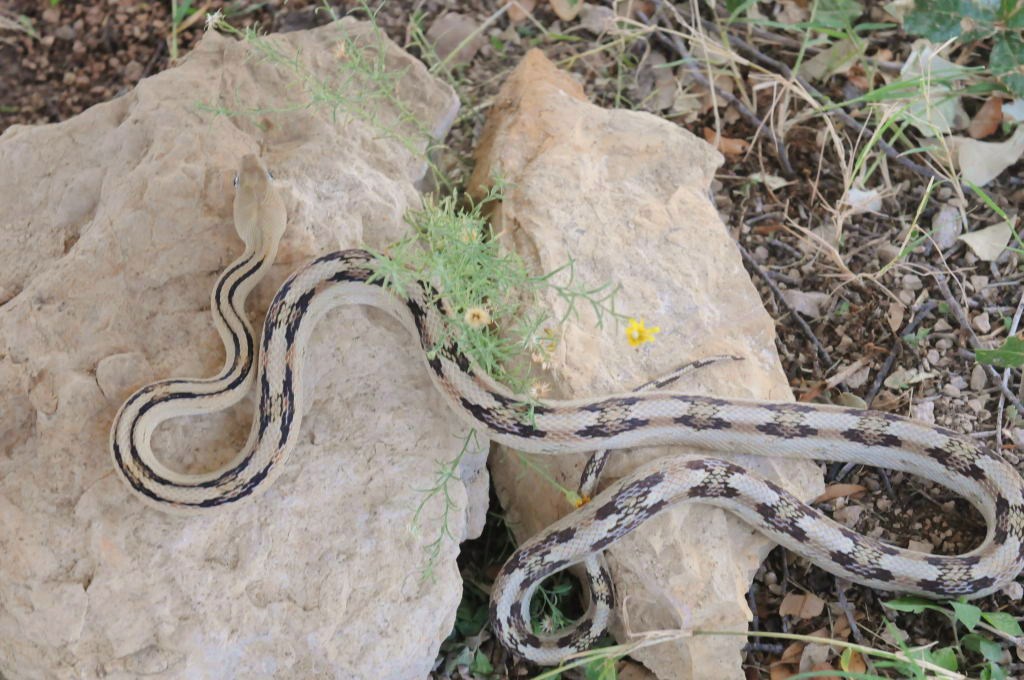 Photos from Snake Days 2012, Sanderson Texas - photo by Jeff Barringer