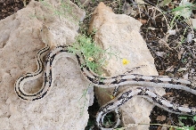 Photos from Snake Days 2012, Sanderson Texas - photo by Jeff Barringer