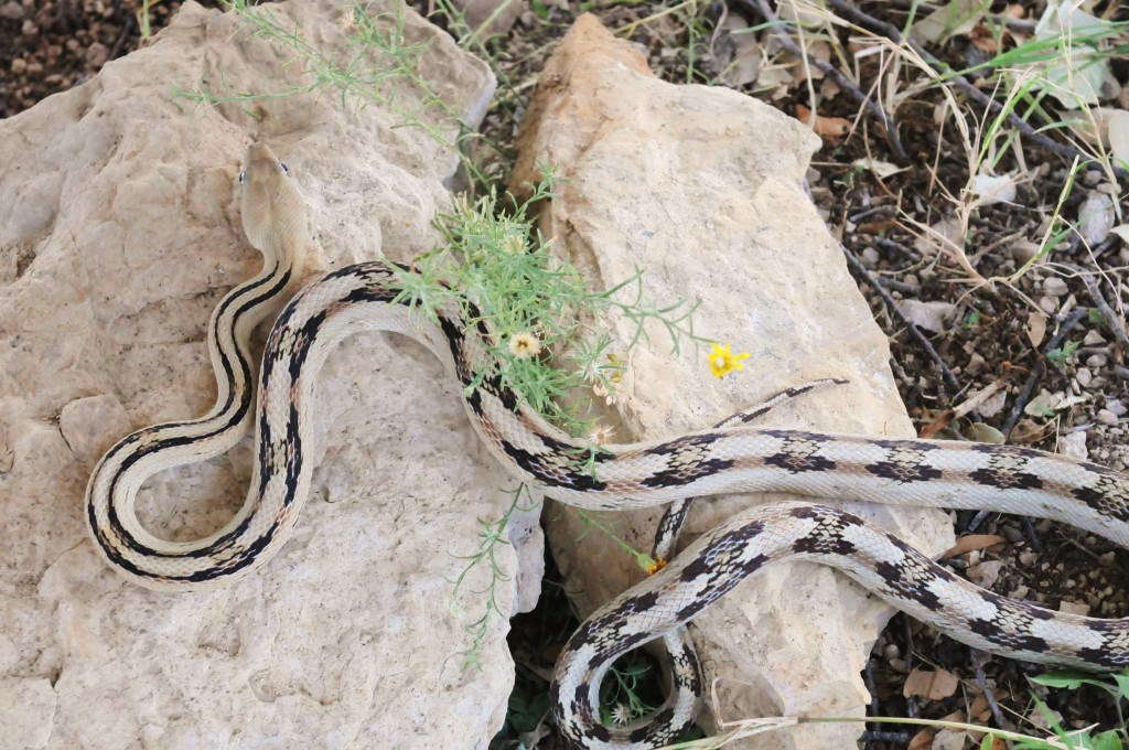 Photos from Snake Days 2012, Sanderson Texas - photo by Jeff Barringer