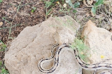 Photos from Snake Days 2012, Sanderson Texas - photo by Jeff Barringer
