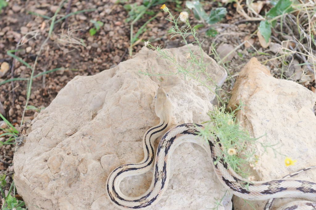 Photos from Snake Days 2012, Sanderson Texas - photo by Jeff Barringer