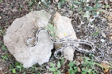 Photos from Snake Days 2012, Sanderson Texas - photo by Jeff Barringer