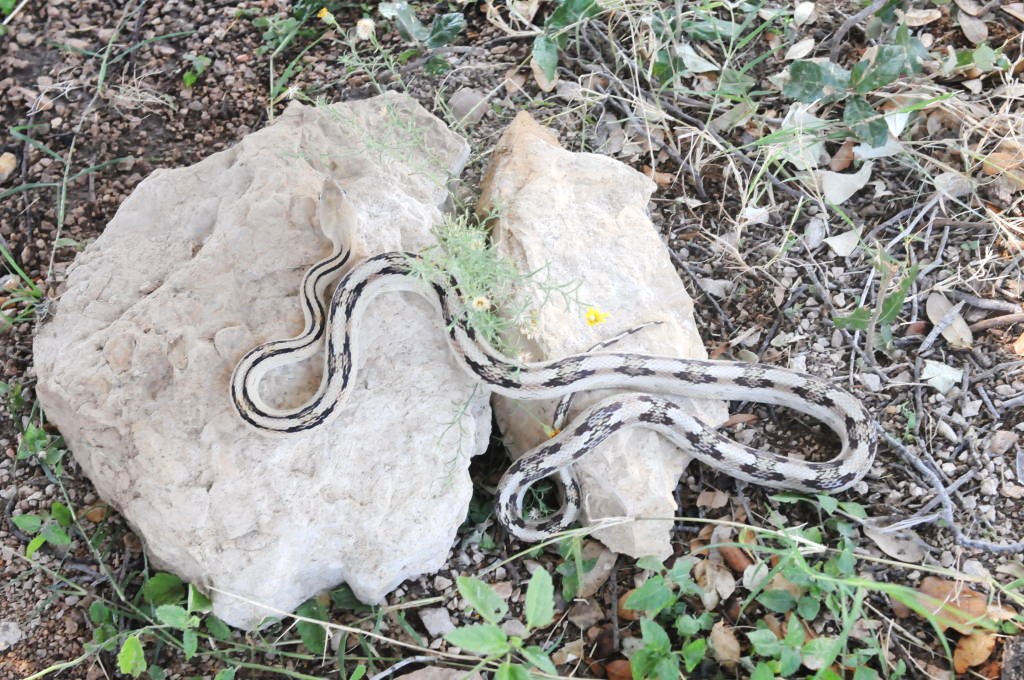 Photos from Snake Days 2012, Sanderson Texas - photo by Jeff Barringer
