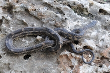 Texas rat snake (Elaphe obsoleta lindheimeri) - Williamson County Texas - 0