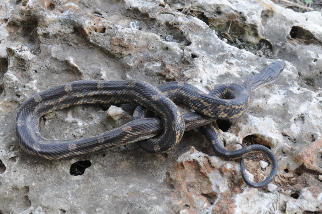 Texas rat snake (Elaphe obsoleta lindheimeri) - Williamson County Texas - 0