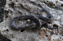 Texas rat snake (Elaphe obsoleta lindheimeri) - Williamson County Texas - 0