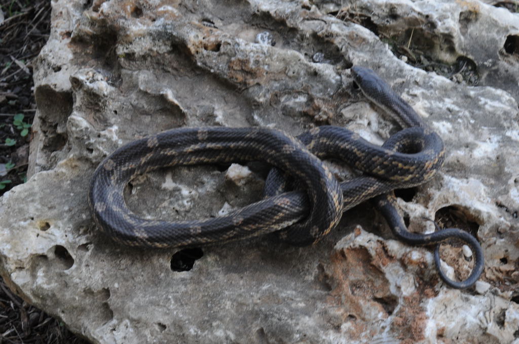 Texas rat snake (Elaphe obsoleta lindheimeri) - Williamson County Texas - 0