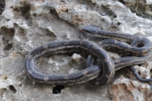 Texas rat snake (Elaphe obsoleta lindheimeri) - Williamson County Texas - 0