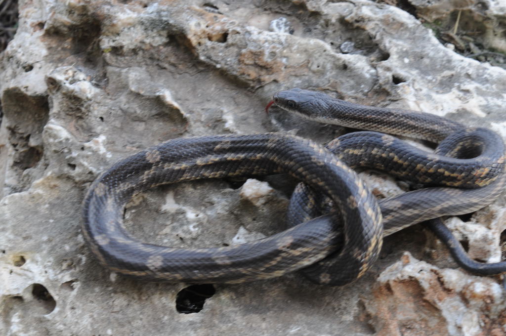 Texas rat snake (Elaphe obsoleta lindheimeri) - Williamson County Texas - 0