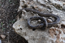 Texas rat snake (Elaphe obsoleta lindheimeri) - Williamson County Texas - 0