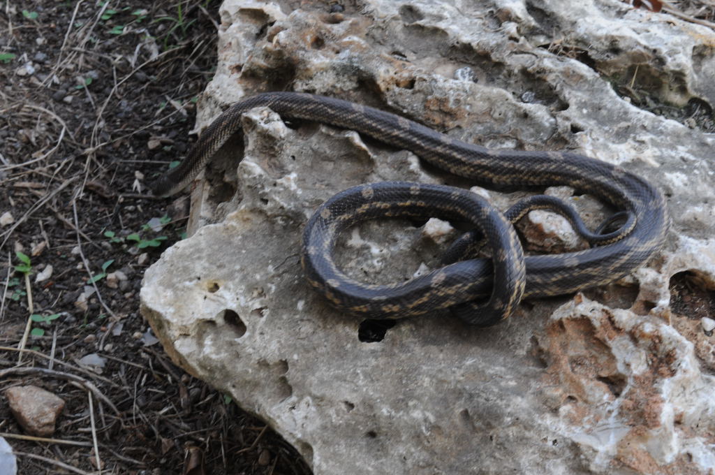 Texas rat snake (Elaphe obsoleta lindheimeri) - Williamson County Texas - 0