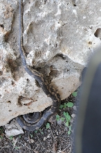 Texas rat snake (Elaphe obsoleta lindheimeri) - Williamson County Texas - 0