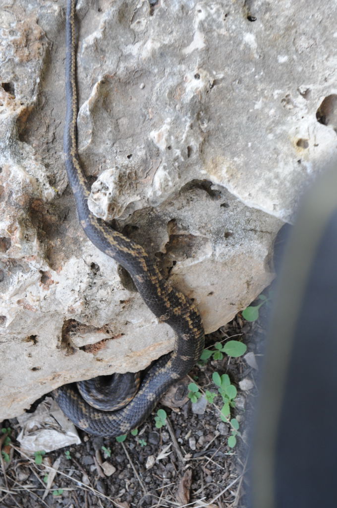 Texas rat snake (Elaphe obsoleta lindheimeri) - Williamson County Texas - 0