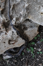 Texas rat snake (Elaphe obsoleta lindheimeri) - Williamson County Texas - 0
