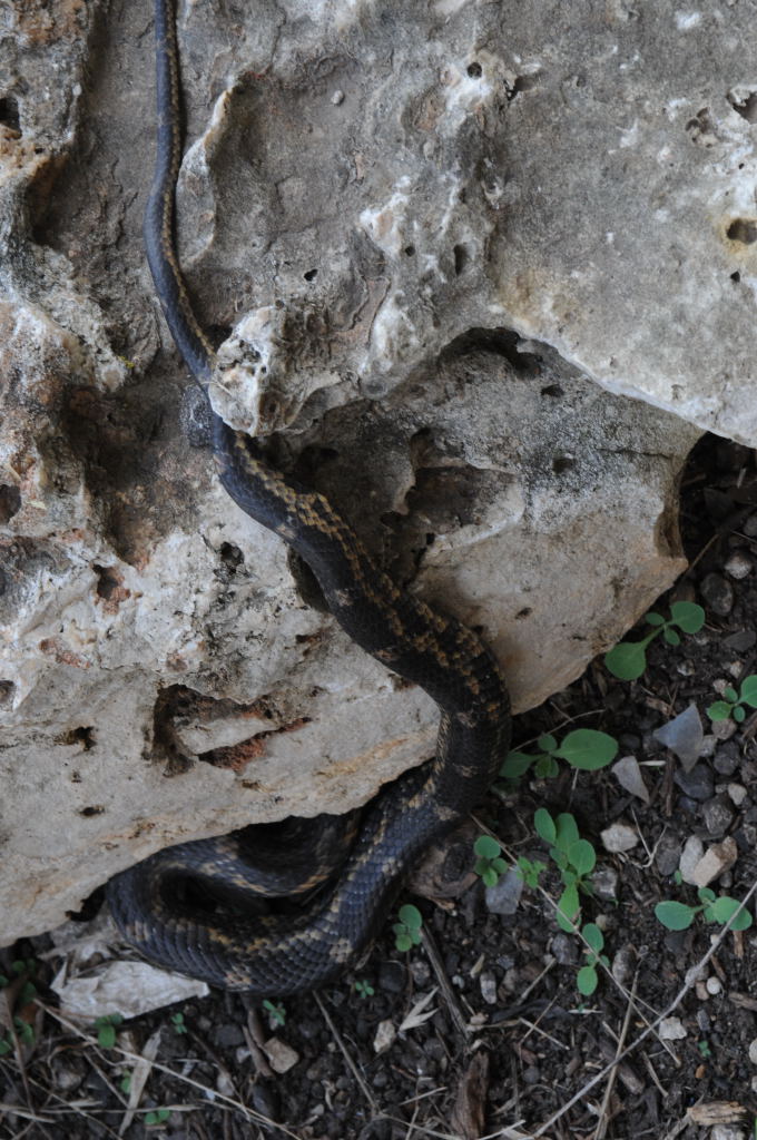 Texas rat snake (Elaphe obsoleta lindheimeri) - Williamson County Texas - 0