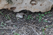 Texas rat snake (Elaphe obsoleta lindheimeri) - Williamson County Texas - 0