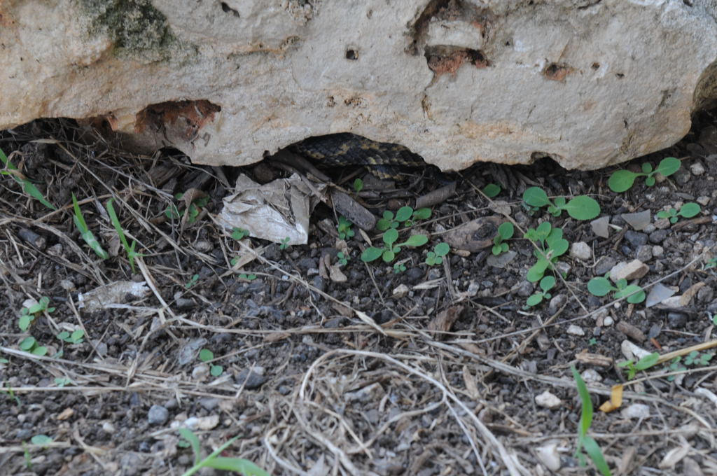 Texas rat snake (Elaphe obsoleta lindheimeri) - Williamson County Texas - 0
