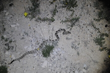 Black-tailed Rattlesnake (Crotalus molossus) - Terrell County Texas - 05/26