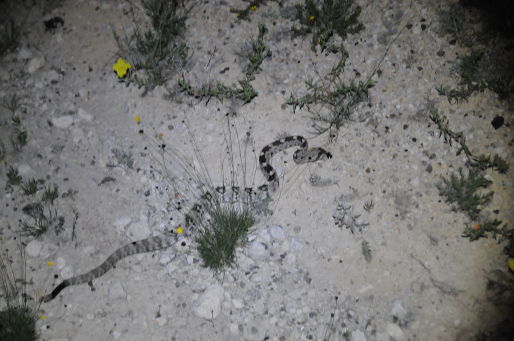 Black-tailed Rattlesnake (Crotalus molossus) - Terrell County Texas - 05/26