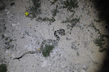 Black-tailed Rattlesnake (Crotalus molossus) - Terrell County Texas - 05/26
