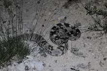 Black-tailed Rattlesnake (Crotalus molossus) - Terrell County Texas - 05/26