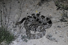 Black-tailed Rattlesnake (Crotalus molossus) - Terrell County Texas - 05/26