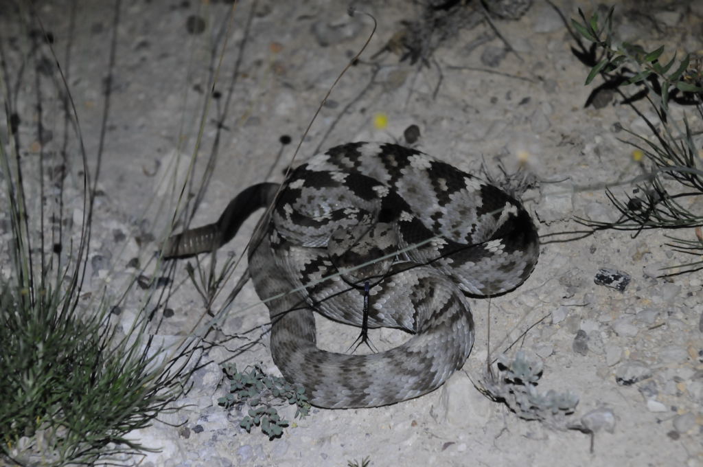 Black-tailed Rattlesnake (Crotalus molossus) - Terrell County Texas - 05/26