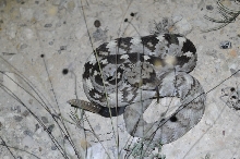 Black-tailed Rattlesnake (Crotalus molossus) - Terrell County Texas - 05/26