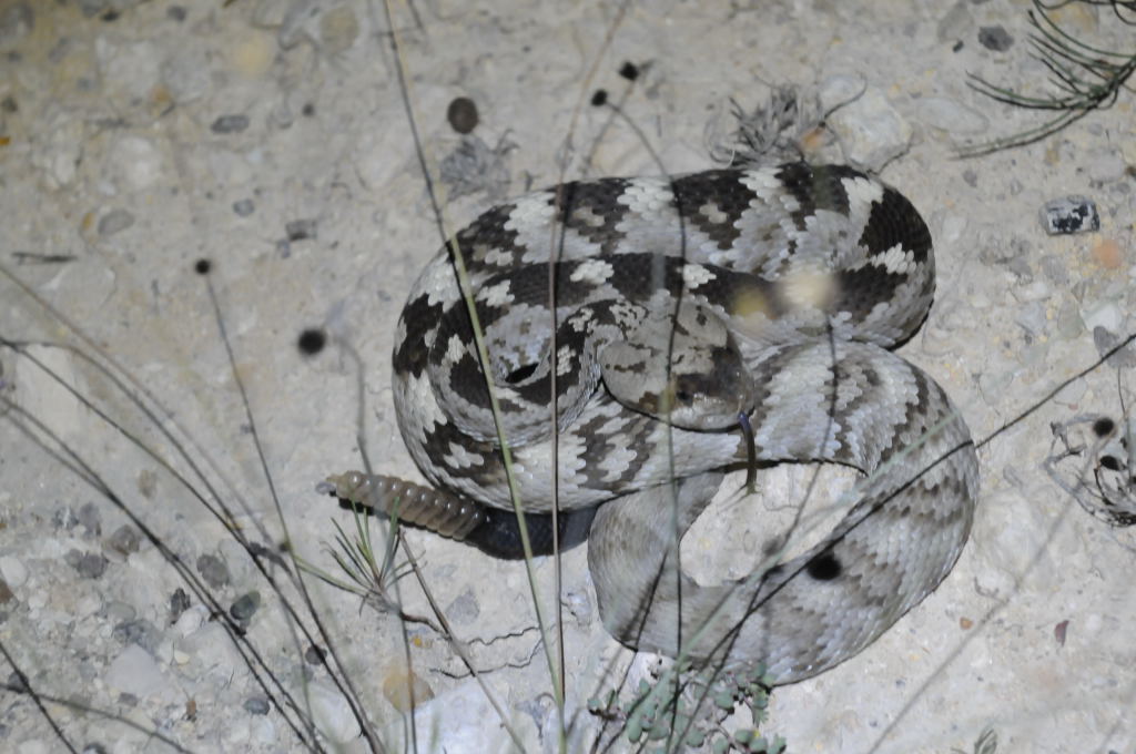 Black-tailed Rattlesnake (Crotalus molossus) - Terrell County Texas - 05/26